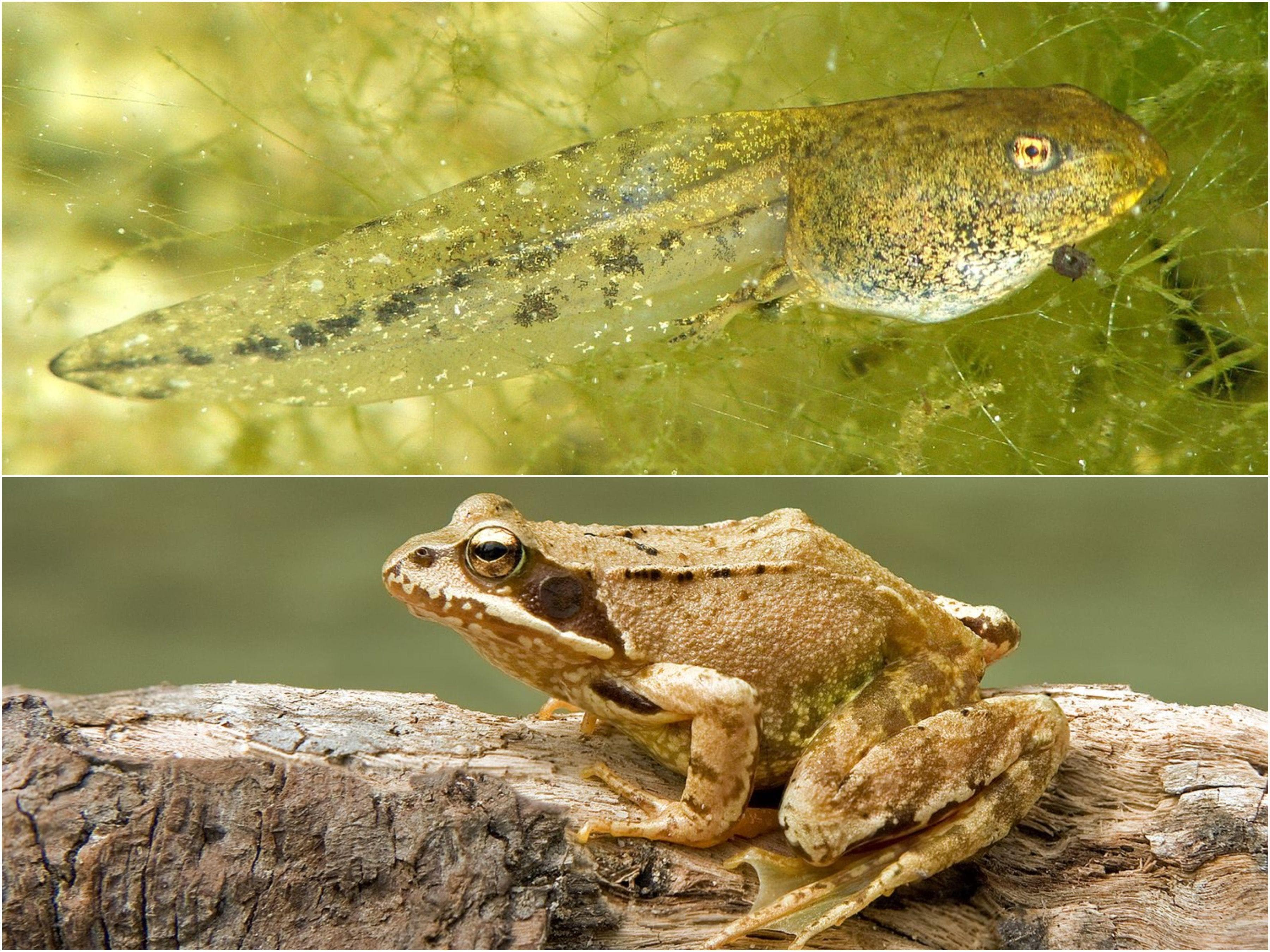 15 Pictures Of Animals As Babies Vs. Full Grown