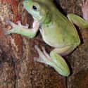 Frog on Random Animals That Devour Their Prey In Just One Bite