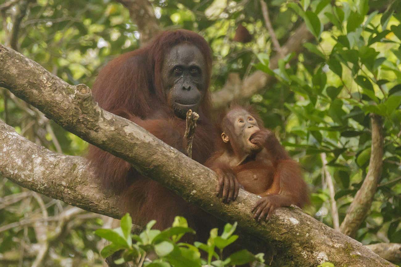 Orangutans Raise Their Young Longer Than Any Mammal Besides Humans