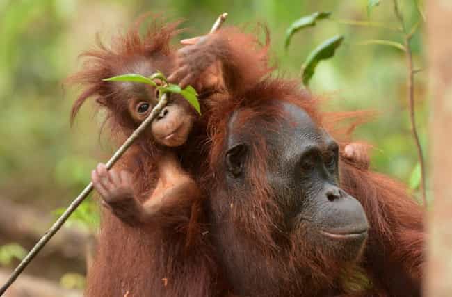 Orangutan and Baby