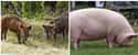 Pig on Random Animals Looked Like Before Humans Started Breeding Them For Food