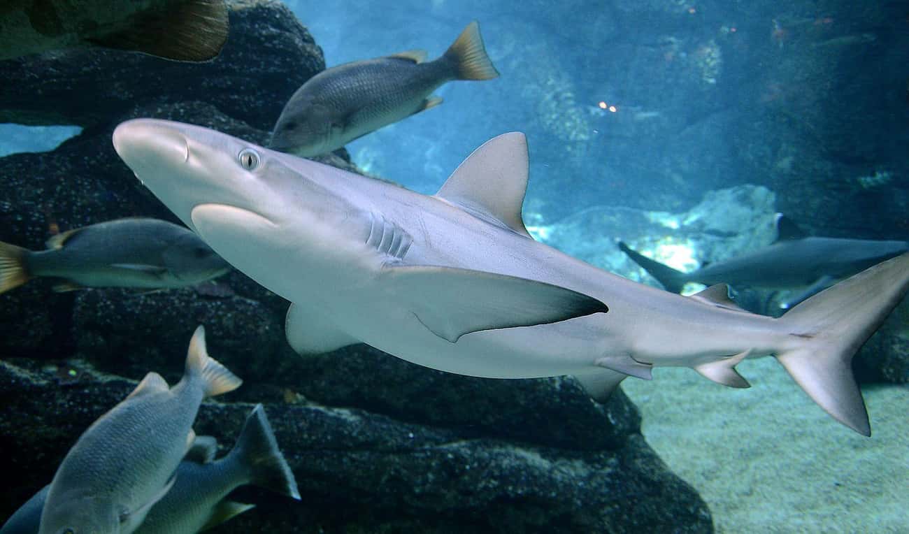 Singular Shark Reproduction Worries Scientists