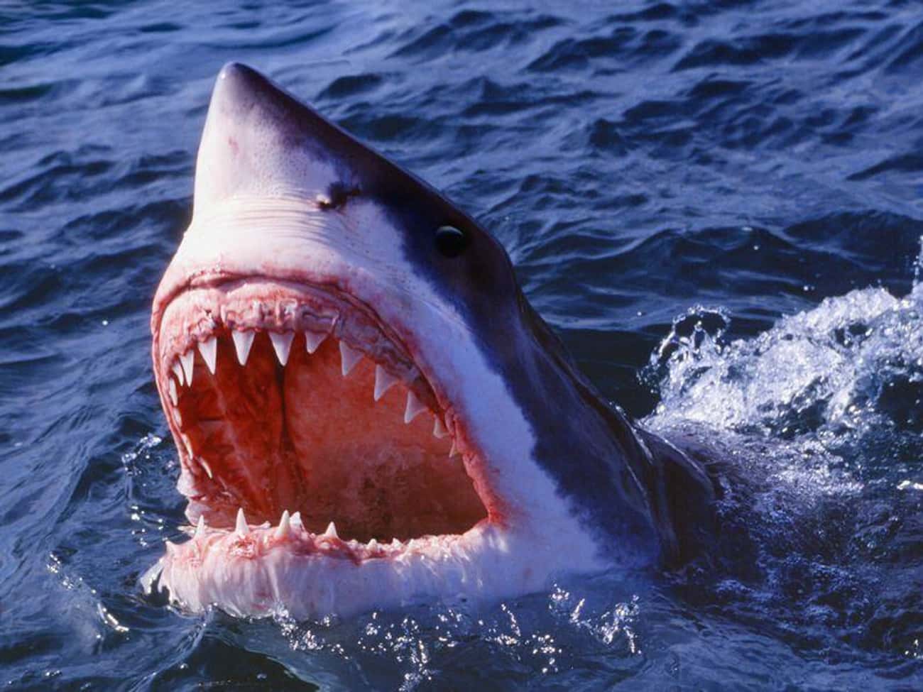 Sharks Smell Blood From Miles Away