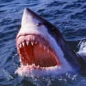 Shark on Random Facts About Animals That You Have Completely Wrong Thanks To Movies And TV