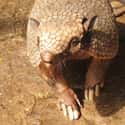 Armadillo on Random Weird Animal Feet You Have To See To Believe