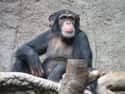 Chimpanzee on Random Worst Dads In Animal Kingdom