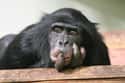 Chimpanzee on Random Weirdest Animals You Can Legally Own In US
