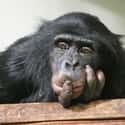 Chimpanzee on Random Weirdest Animals You Can Legally Own In US