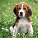 Beagle on Random Very Best Dog Breeds