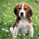 Beagle on Random Very Best Dog Breeds