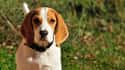 Beagle on Random Dog Breeds Would Be Sorted Into Which Hogwarts Houses