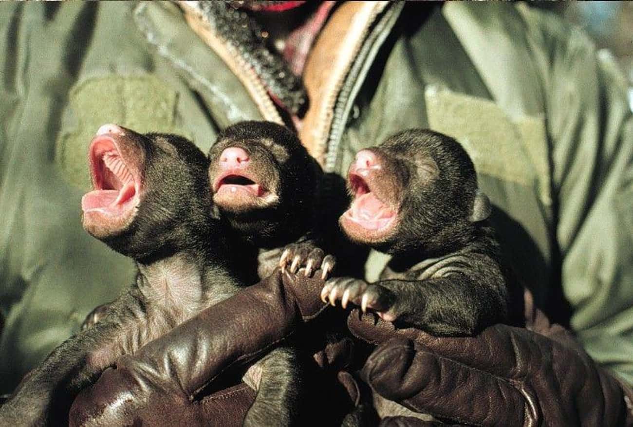 Scared black bear cubs and crying babies can sound similar enough alike to confuse both species.