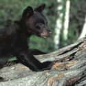 American black bear on Random Animals with the Cutest Babies
