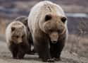 Brown Bear on Random World's Most Beautiful Animals
