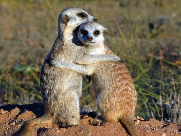 Desert Animals Creatures That Live In Deserts   Meerkat Freestyle List Photo U2