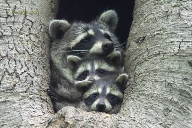 Raccoon and Cubs