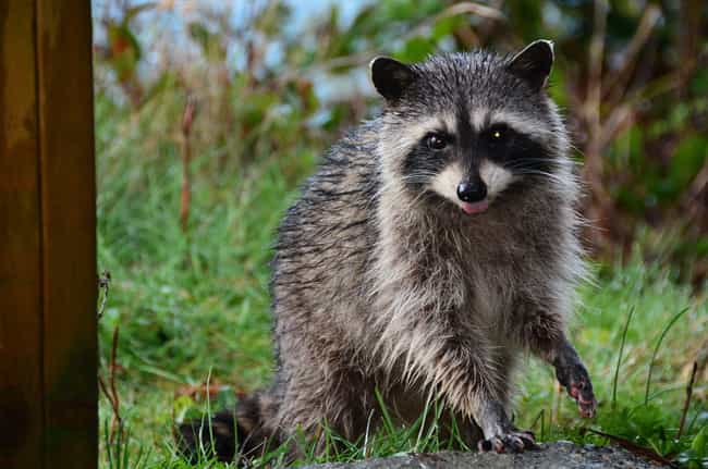 Raccoon is listed (or ranked) 1 on the list 28 Cute Animals That You Don't Want To Mess With