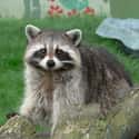 Raccoon on Random Deadliest Texas Animals That'll Make You Watch Your Step In Lone Star State