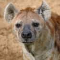 Hyena on Random Predators You Can Own As A Pet