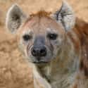 Hyena on Random Predators You Can Own As A Pet
