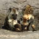 Hyena on Random Adorable Baby Versions Of Terrifying Animals
