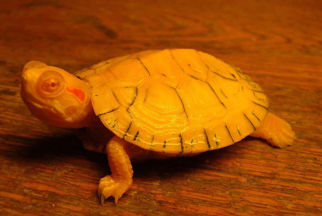 This Red-Eared Slider Is One Fancy Turtle