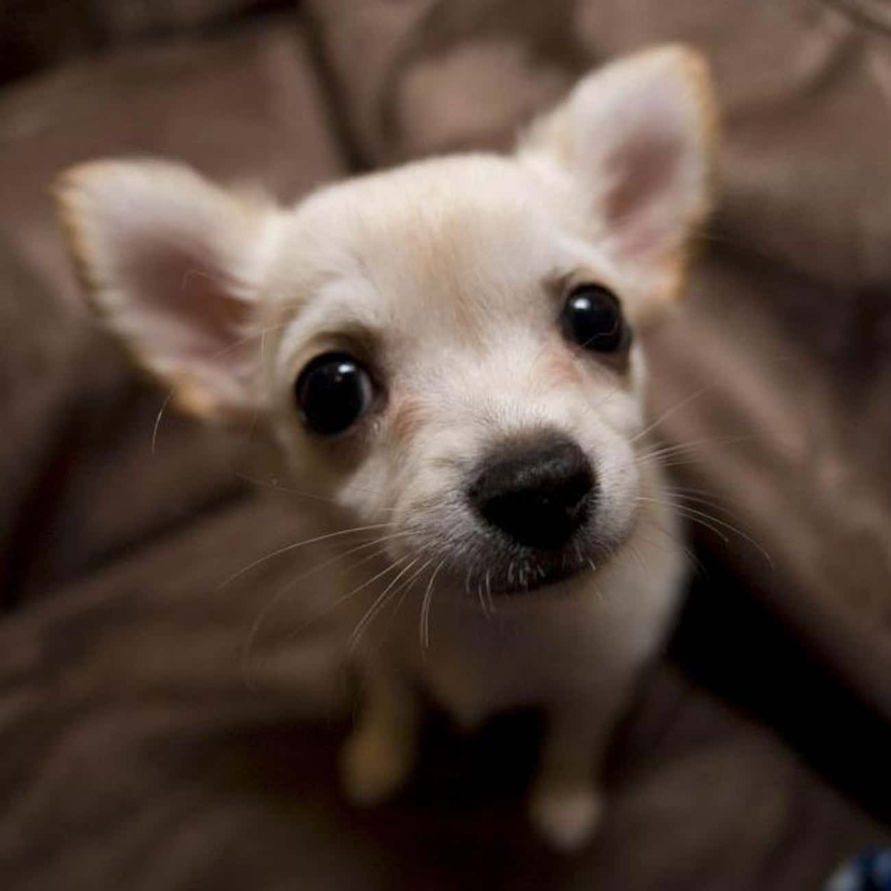 Taurus - Chihuahua