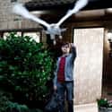 Hedwig on Random Brutal Deaths in Harry Pott