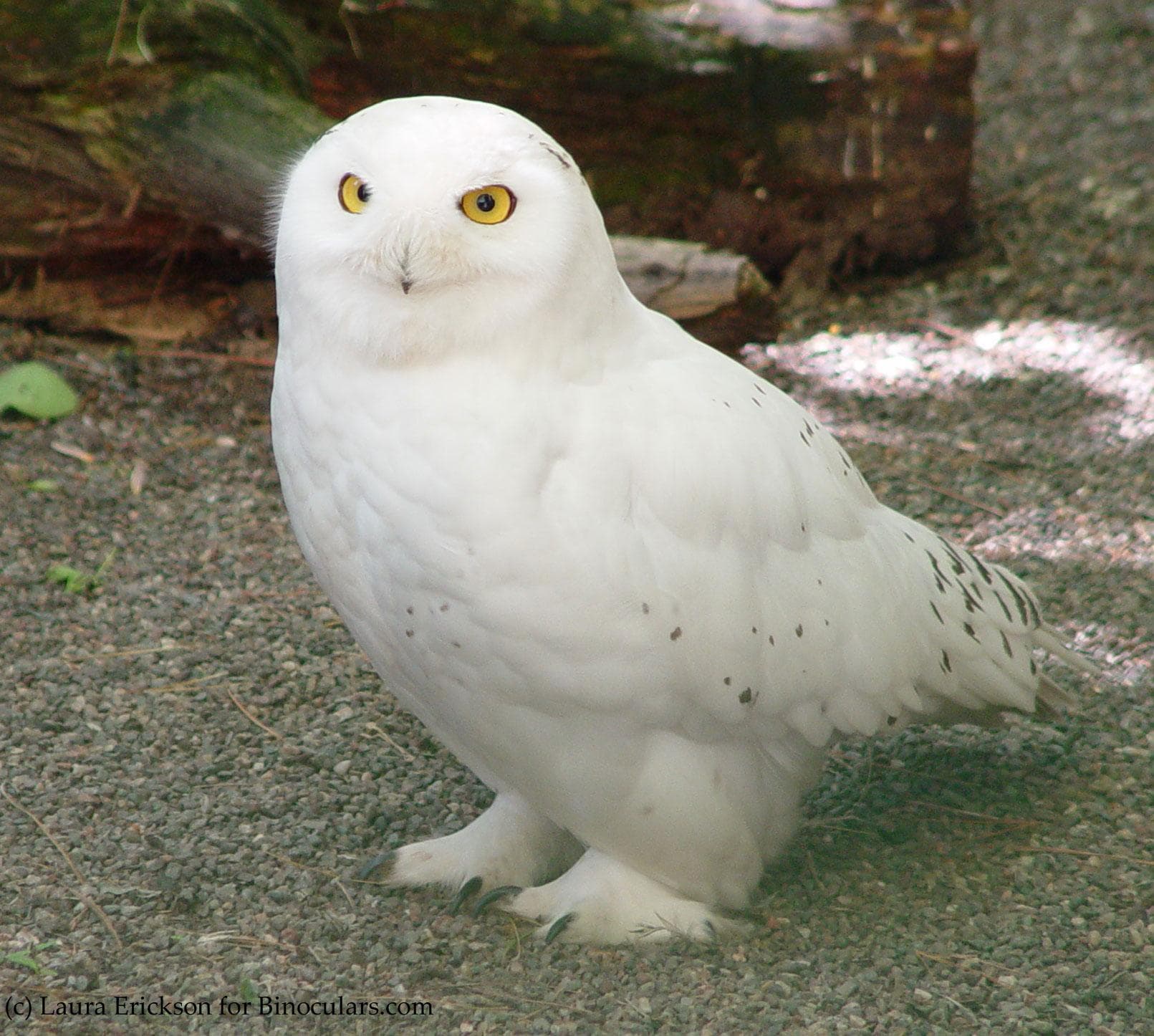 Hedwig