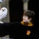 Hedwig on Random Harry Potter Pets