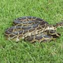 Python on Random Invasive Animals You Can Actually Get Paid To Hunt