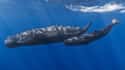 Sperm Whale on Random Fascinating, Borderline Unbelievable Animal Brains