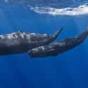 Sperm Whale on Random Fascinating, Borderline Unbelievable Animal Brains