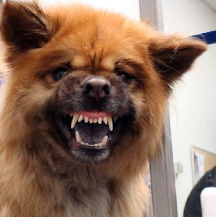 scary looking dog