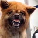 Chow Chow on Random Scariest-Looking Dogs in the World