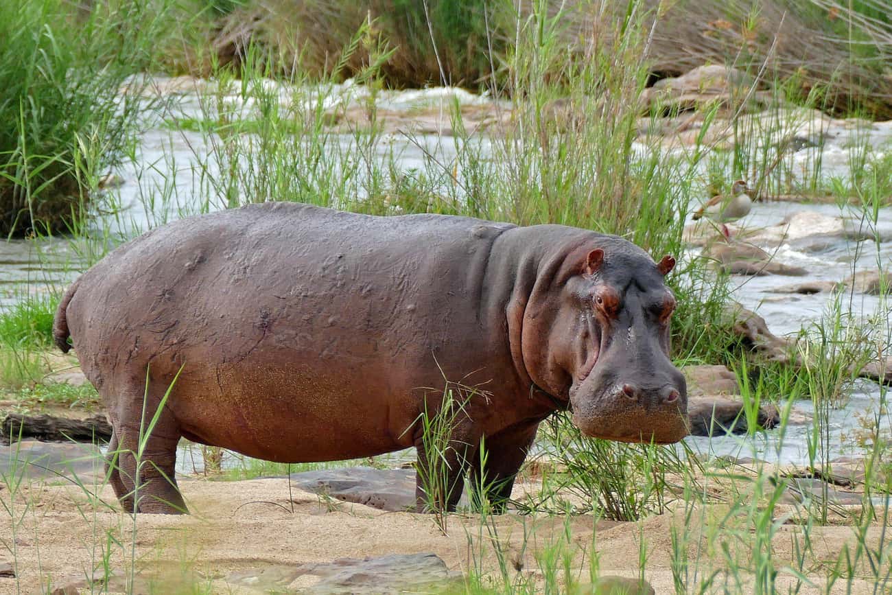 MYTH: You Have No Chance Of Outrunning An Angry Hippopotamus