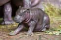 Hippopotamus on Random Adorable Baby Versions Of Terrifying Animals