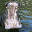Hippopotamus on Random Oddly Terrifying Animal Mouths That Are Upsetting To Even Look At
