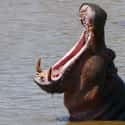 Hippopotamus on Random Insane, Otherworldly Creatures Of Nile River