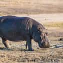 Hippopotamus on Random Most Deadly Animals