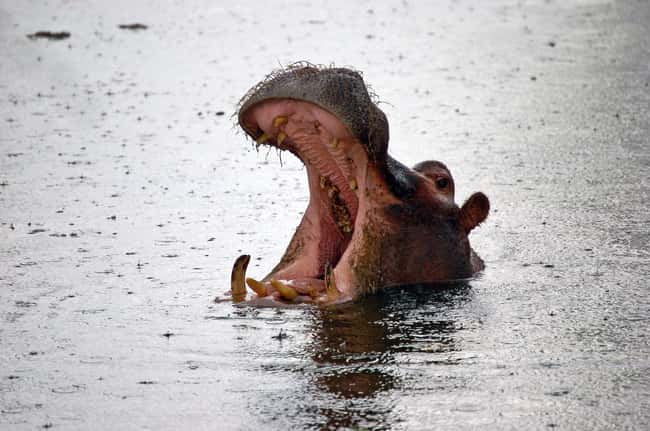 Hippopotamus is listed (or ranked) 19 on the list 28 Cute Animals That You Don't Want To Mess With