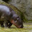 Hippopotamus on Random Animals with the Cutest Babies