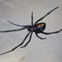 Black widow spider on Random Scariest Types of Spiders in the World