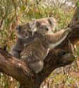 Koala on Random Fascinating Facts You Probably Never Learned About Marsupials