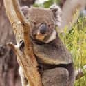 Koala on Random Animals You Would Not Want To Be Reincarnated As