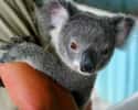 Koala on Random Animal Facts You Will Immediately Regret Learning