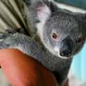 Koala on Random Animal Facts You Will Immediately Regret Learning