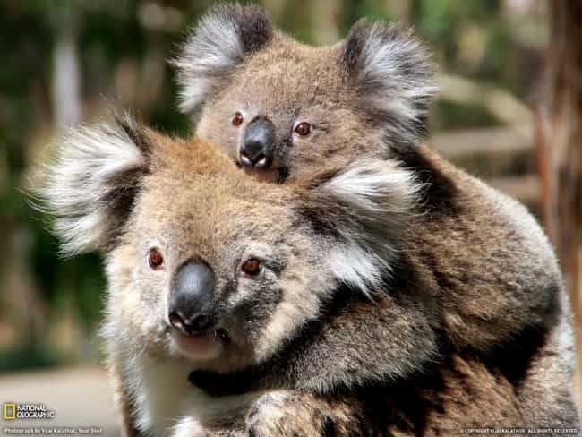 Koala and Joey