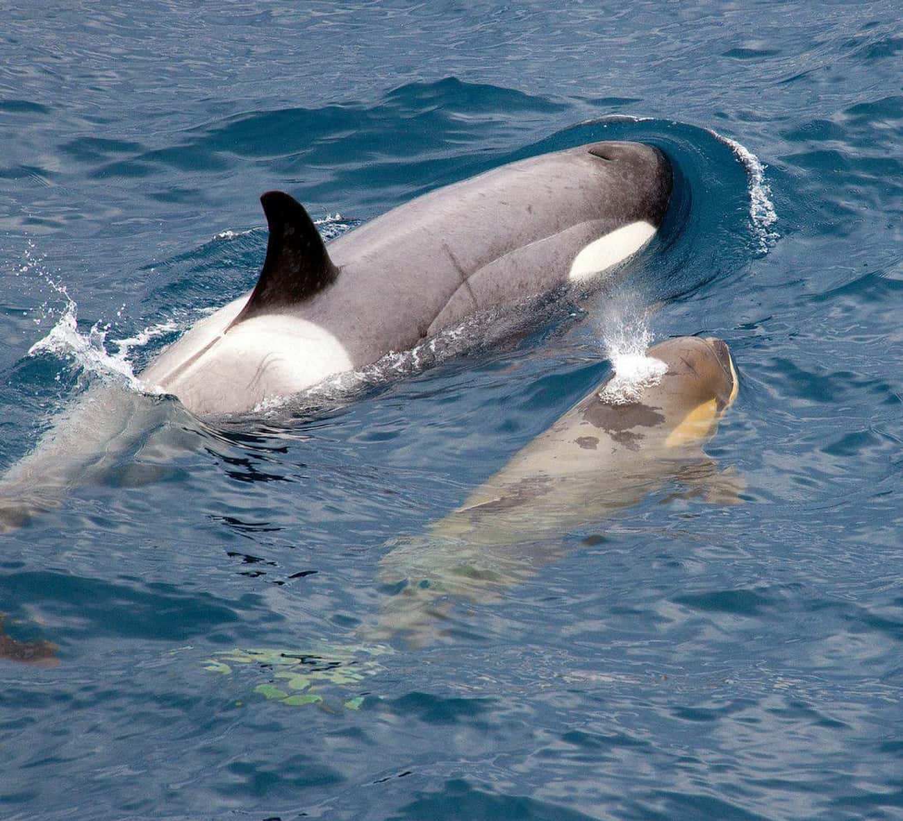 Orcas Protect Their Babies From Any Threat