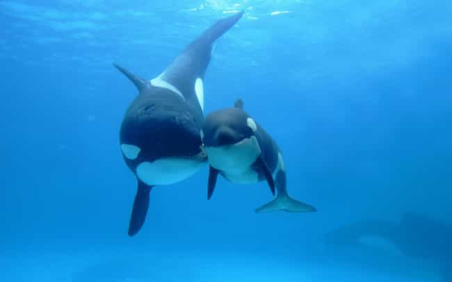Orca and Calf